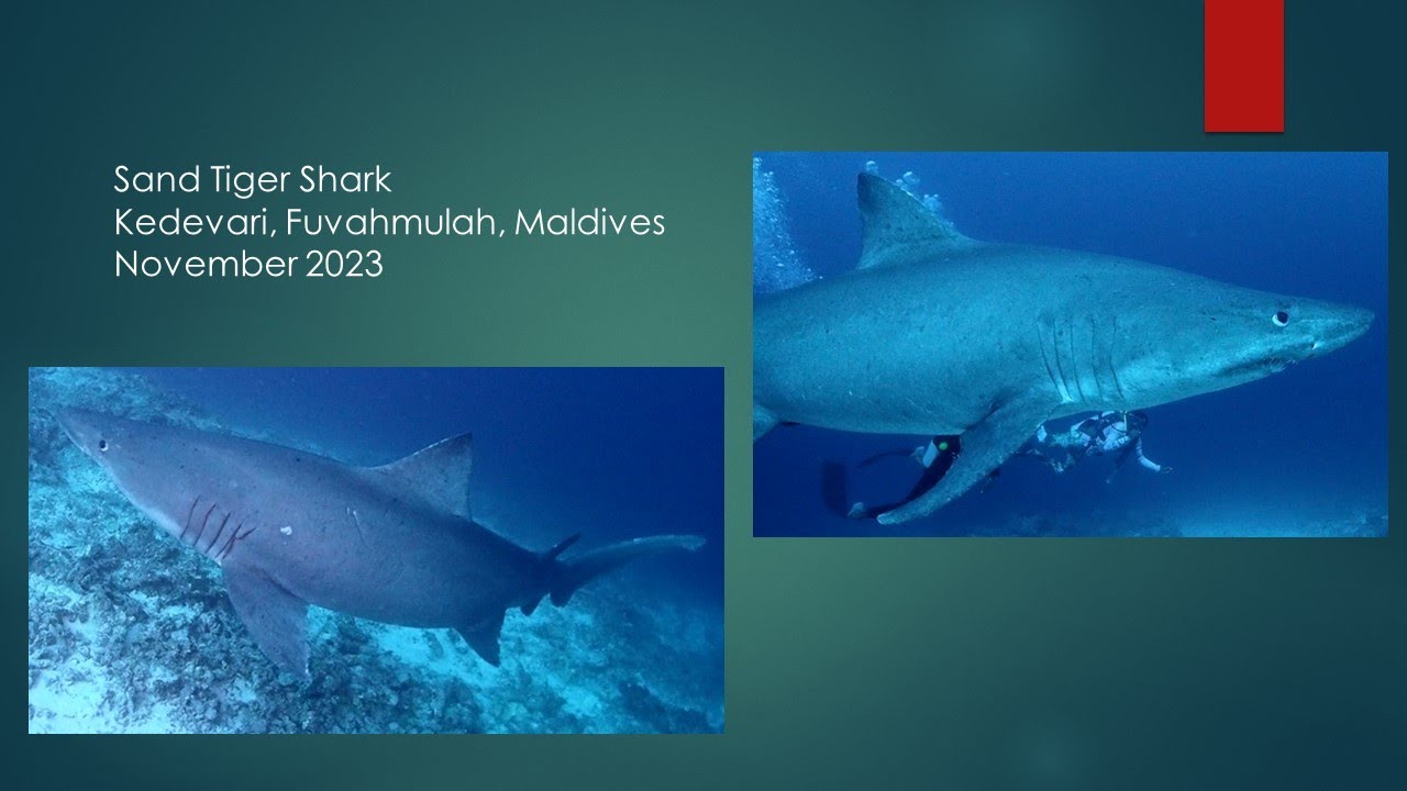 Smalltooth Sand Tiger Shark at 50 meters in Fuvahmulah, Maldives