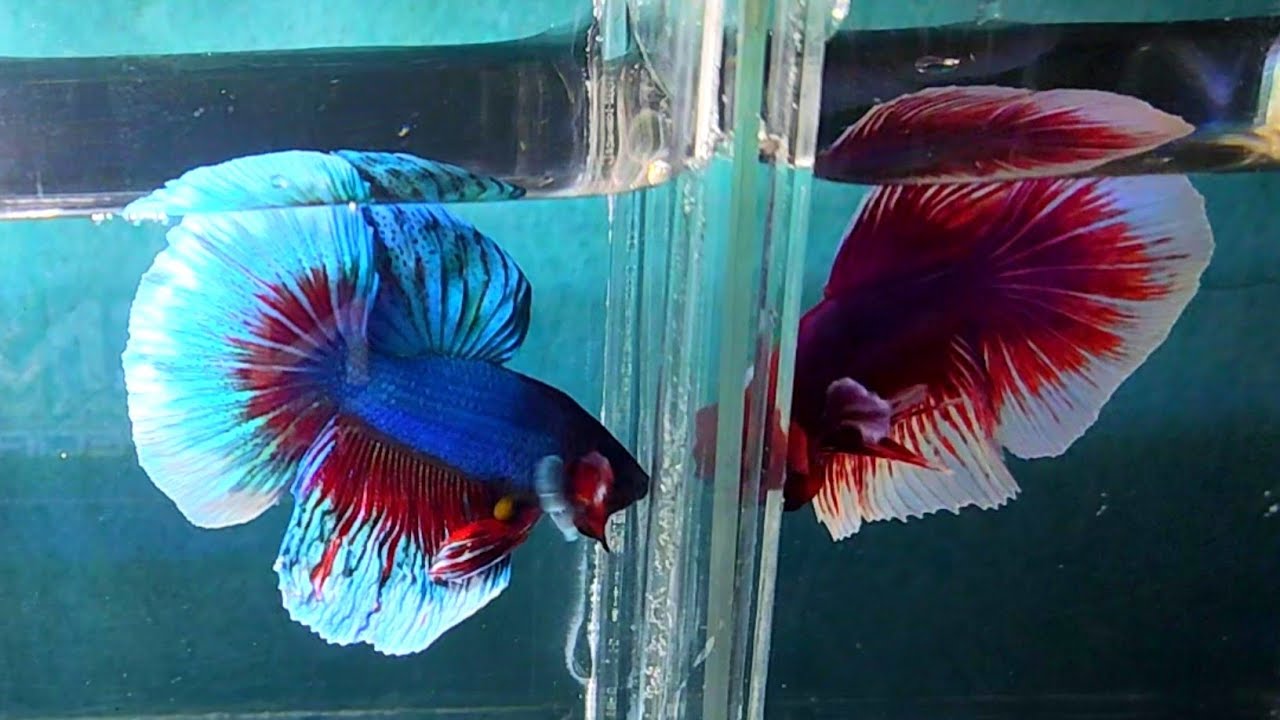 betta fish breeding,adu ikan cupang serit big ear,beli ikan cupang