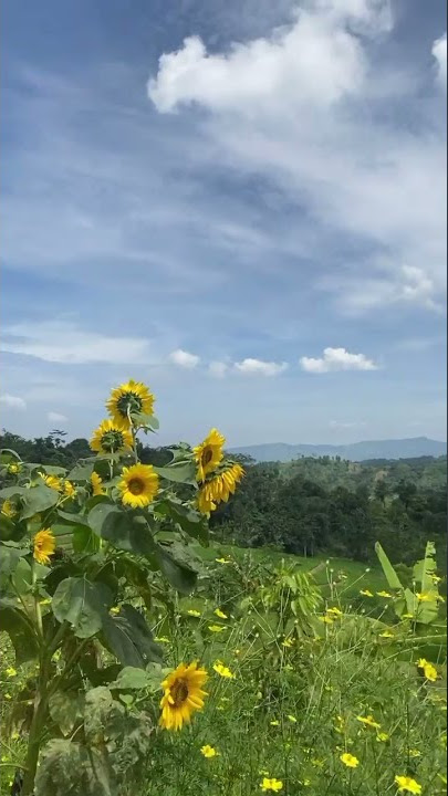 indahnya pemandangan di Curug Leuwi hejo Sentul bogor