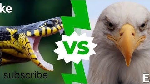 The Most Venomous Snakes in the World | Modern Dinosaurs