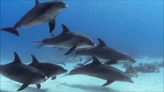Terapia de cura com golfinhos cantores, belugas, baleias, orcas, cetáceos screenshot 1