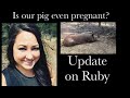 Is our pig even pregnant? Update on Ruby