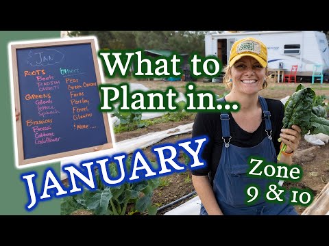 Video: Zone 9 Vegetables for Winter - How To Grow A Winter Vegetable Garden in Zone 9