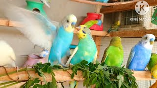 watch budgies videos on Budgies Hut 🛖 my YouTube channel