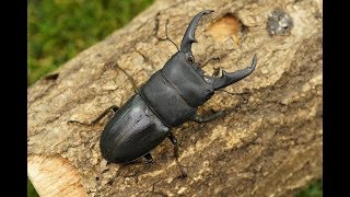 クワガタ・カブトムシ飼育用品通販｜月夜野きのこ園　本土ヒラタクワガタ紹介