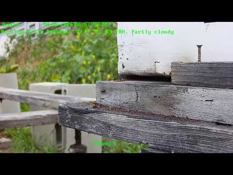 BeeCam from Painted Peacock Manor