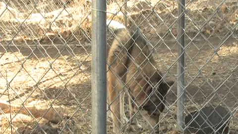 Wolf Documentary Guffey Colorado (The RMWF Wolves)