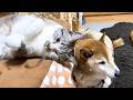 おこたが大好きな姫猫ですがお姉ちゃん猫が羨ましすぎてこうなりました