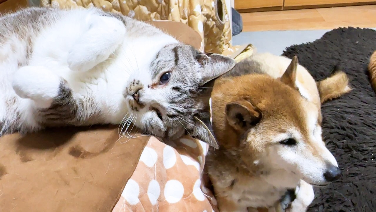 おこたが大好きな姫猫ですがお姉ちゃん猫が羨ましすぎてこうなりました