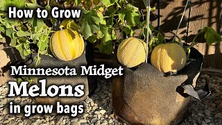 How to Grow Melon from Seed in Containers | Minnesota Midget | Easy Planting Guide by Toward Garden 26,426 views 11 months ago 6 minutes, 14 seconds