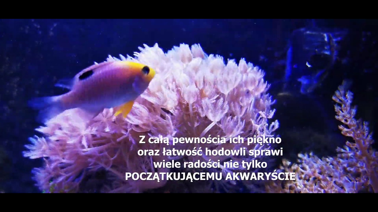 Najszybciej rosnące i najmniej wymagające, czyli korale miękkie dla początkujących