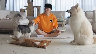 I am sure All Pet Owners Do This! Or is it just me?!! by 밀키복이탄이MilkyBokiTan 224,548 views 6 months ago 5 minutes, 20 seconds