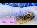 Mystery Snail Breeding & Hatching for Beginners - Aquarium Breeding Tips