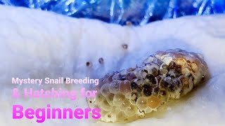 Mystery Snail Breeding & Hatching for Beginners - Aquarium Breeding Tips by Skye Gibbens 94,326 views 3 years ago 10 minutes, 41 seconds