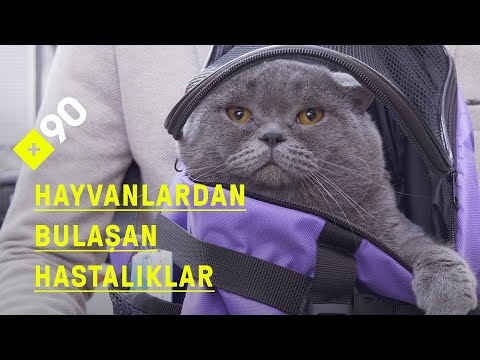 Koronavirüs ve hayvanlardan bulaşan hastalıklar: "Hayvanları sokağa atmasınlar"