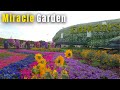 Dubai Miracle Garden - Largest Colorful Vertical Garden in the World.