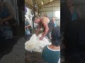 Cartwright Terry....Shearing Demo