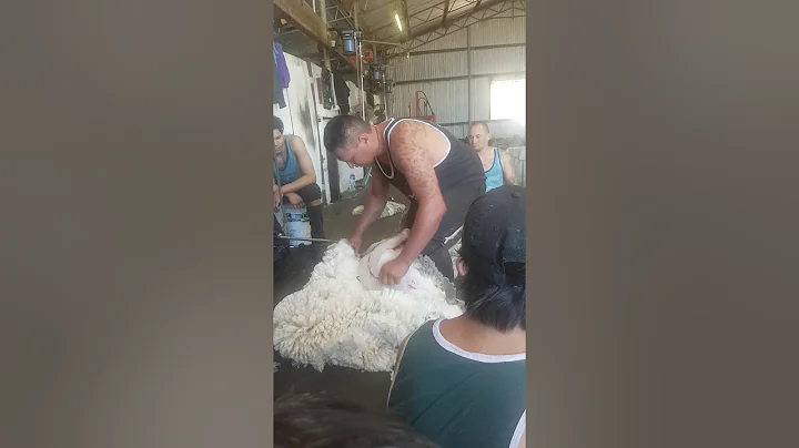 Cartwright Terry....Shearin...  Demo