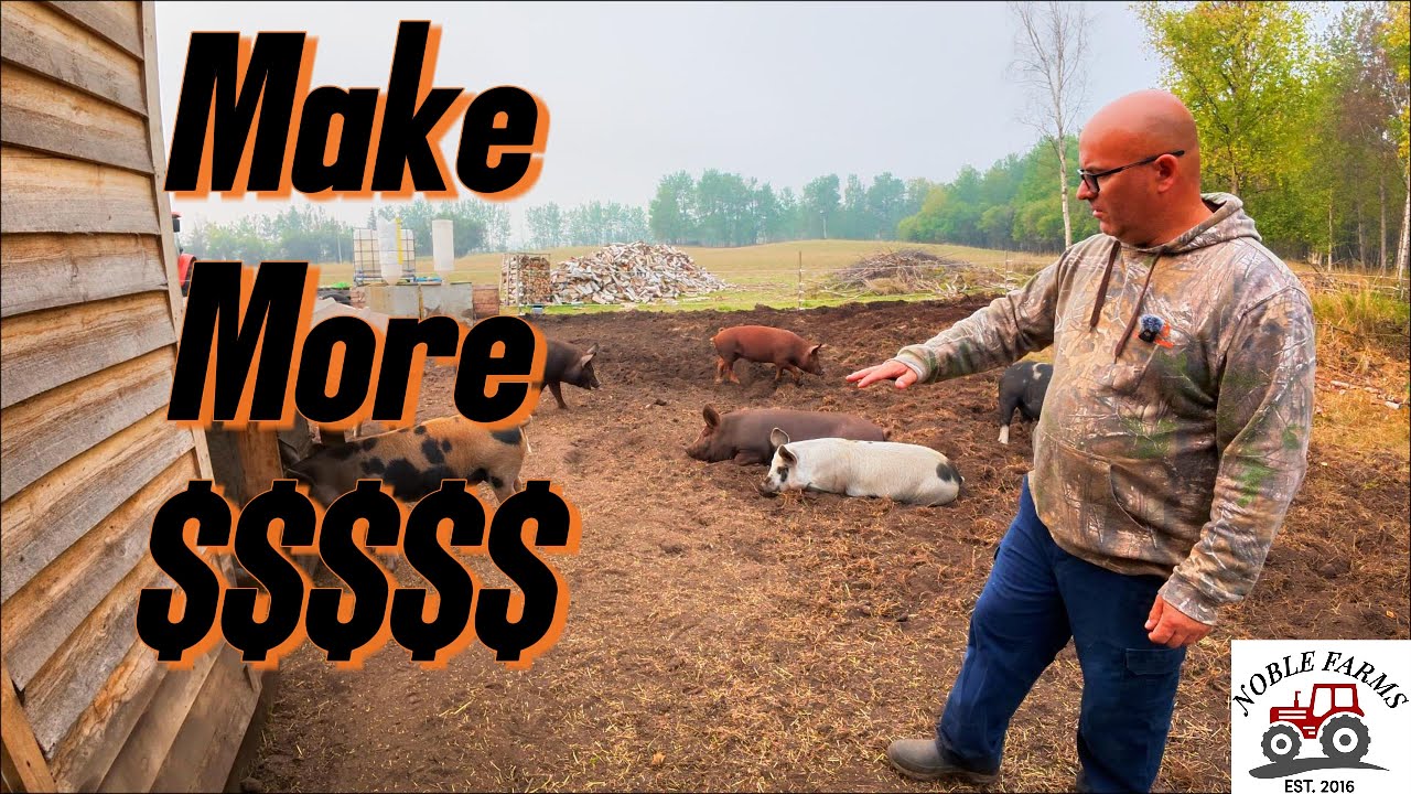 How I Cut My Pig-Raising Costs in HALF! 💰 | 7 Genius Tips That Actually Work