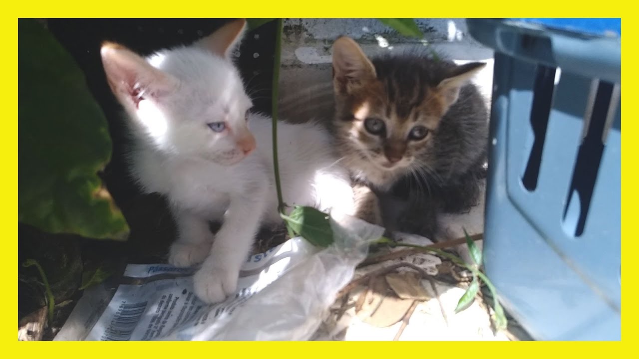 2246- O TOMBO da minha GATINHA (que SUSTO!!!)