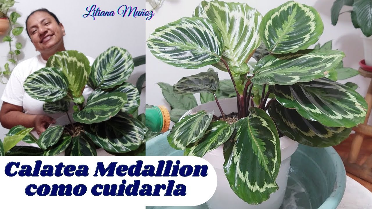 CALATEA MEDALLION, SUS CUIDADOS Y COMO SEMBRARLA / Liliana Muoz