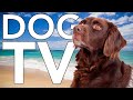 4th of july dog tvs  music to prevent fireworks anxiety