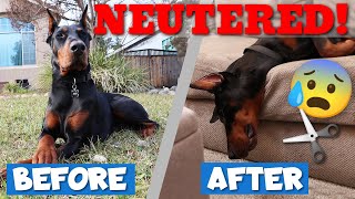 How Your Doberman Will Change After Neutering-Behavior Changes