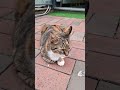 Cat Comedy