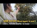 Day 14 पहाड़ी फल बेल (Wood Apple) के फायदेसेहत के लिए वरदान है बेल