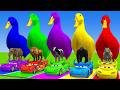 Long Slide Game With Cow Elephant Gorilla Hippopotamus Tiger 3d Animal Game live 221