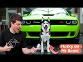 El Husky Siberiano de MrBeast HUSKY MILLONARIO #huskysiberiano