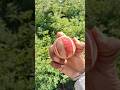 #cricket #shorts #viral #shortsfeed
