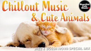 Chillout Music & Cute Animals Jazz & BossaNova Special Mix【For Work / Study】Restaurants BGM.