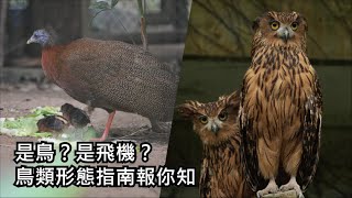 是鳥？是飛機？鳥類形態指南報你知