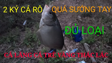 Câu ở KÊNH 79 gặp ổ cá rô mề  cá lóc, cá trê vàng, thác lác đủ loại #ThíchCâuCáĐồngvlog #câucárôđồng