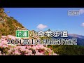 小奇萊步道高山杜鵑最新花況