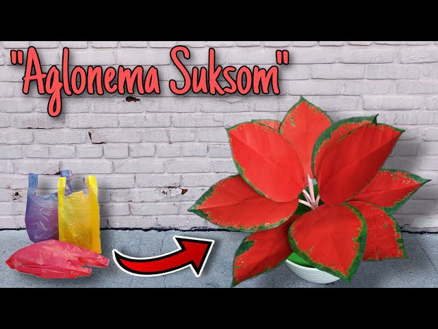 Cara Membuat Aglonema Suksom dari Plastik Kresek class=