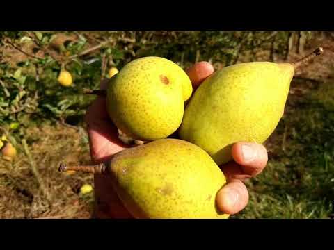 Vídeo: Colhendo uma pera - dicas sobre quando e como colher peras