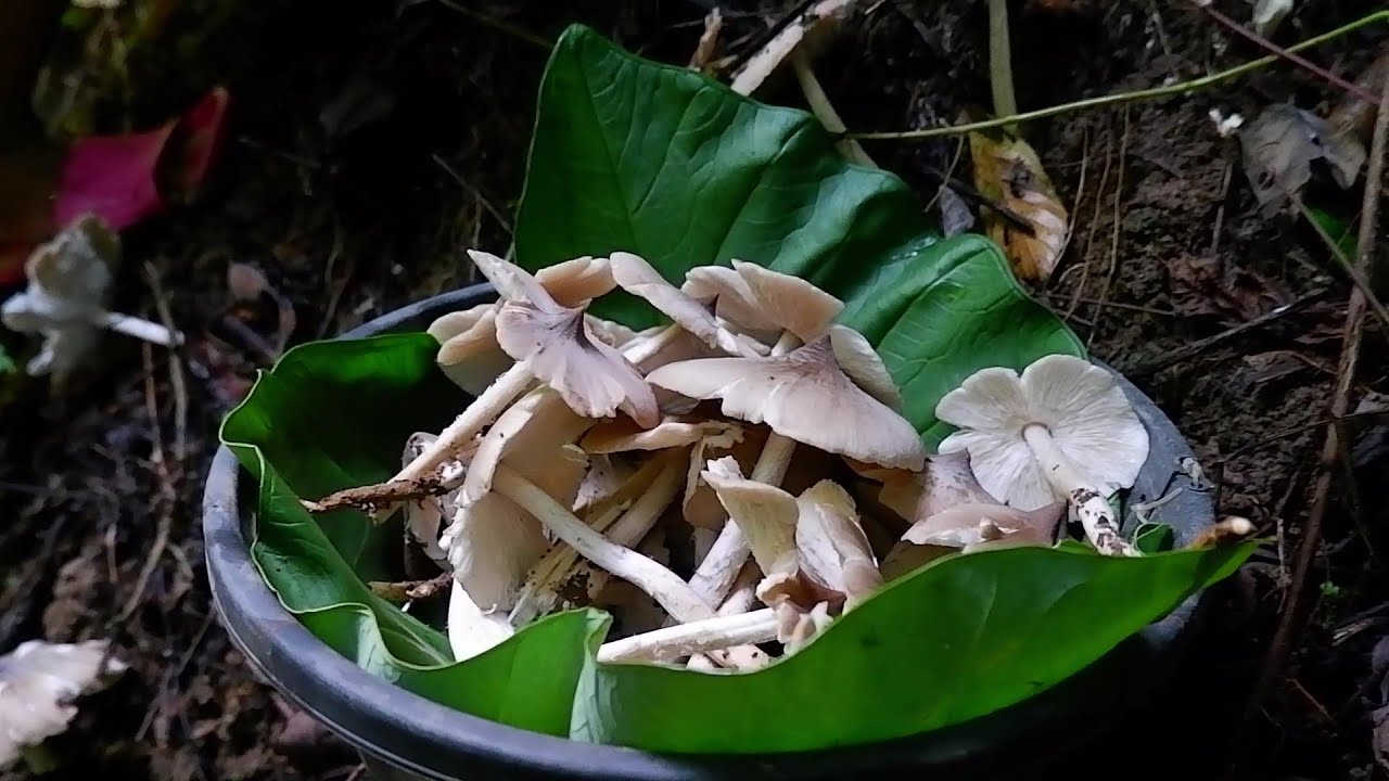 Libgos | Termite Mushroom