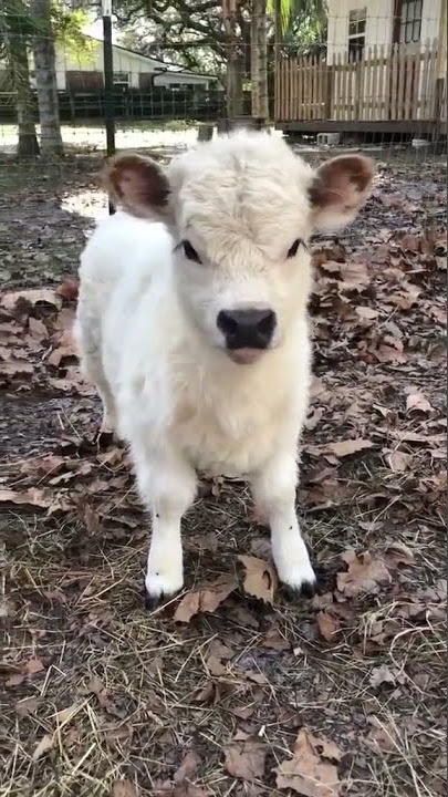 bayi sapi imut dan lucu