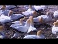 video beautiful animals