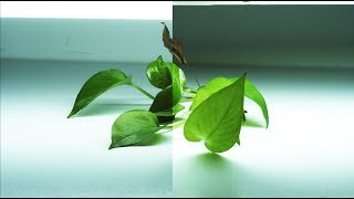 Can Barrina LED T5 Lights Grow Plants?
