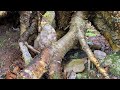 Visiting the Prayer Well and Crystal Forest || Nature Walk || Forest bathing || Shinrin Yoku