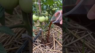 Try this homemade hack to increase tomato flowering and fruit production. #happygardening #dk