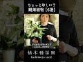 ちょっと珍しい?観葉植物【6選】 #shorts