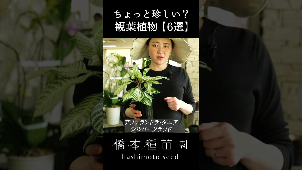 とても大きく育った観葉植物たち 何置いても良い、この棚🐝 植物沼にハマる原因の1つは 棚を増やして