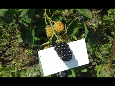 Ежевика Киова (обзор