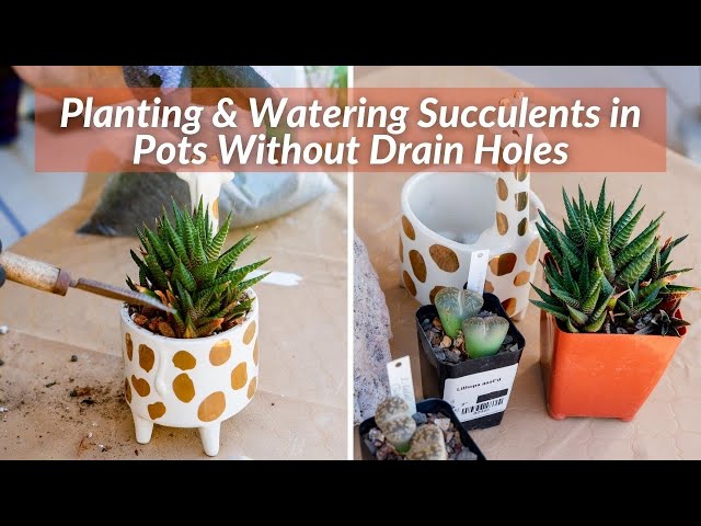 PLANT & WATER SUCCULENTS IN POTS WITH NO DRAIN HOLES/JoyUsGarden - YouTube