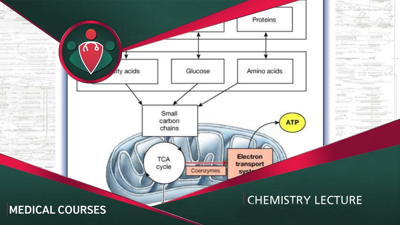 Chemistry | Glycolysis | طب الانبار المرحلة الثانية