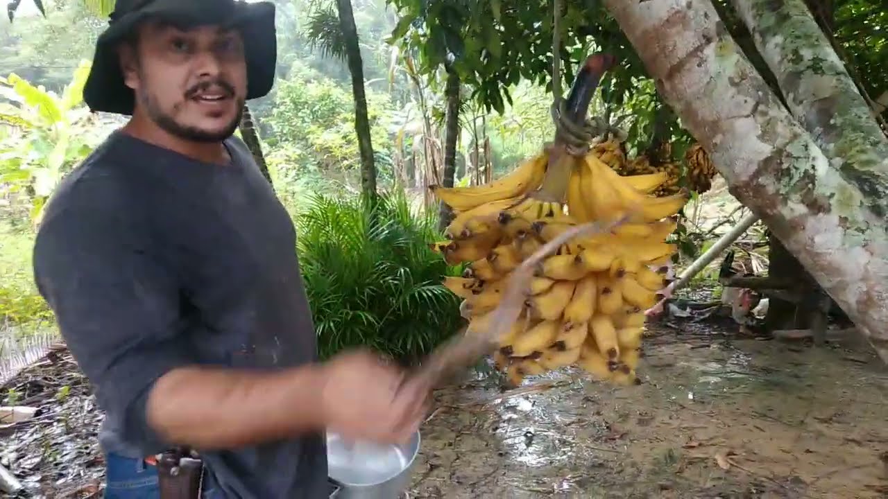 limpeza de bananal e qual mudar posso tirar das bananas